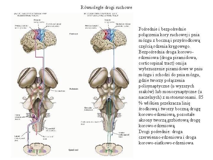 Równoległe drogi ruchowe Pośrednie i bezpośrednie połączenia kory ruchowej i pnia mózgu z boczną