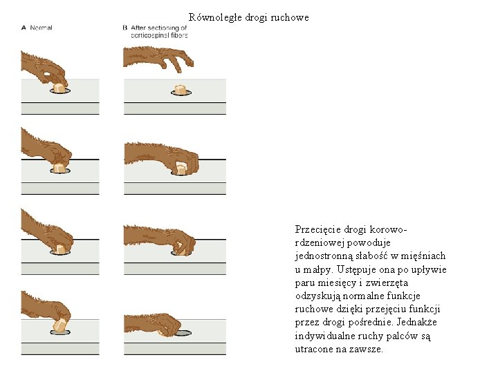 Równoległe drogi ruchowe Przecięcie drogi korowordzeniowej powoduje jednostronną słabość w mięśniach u małpy. Ustępuje