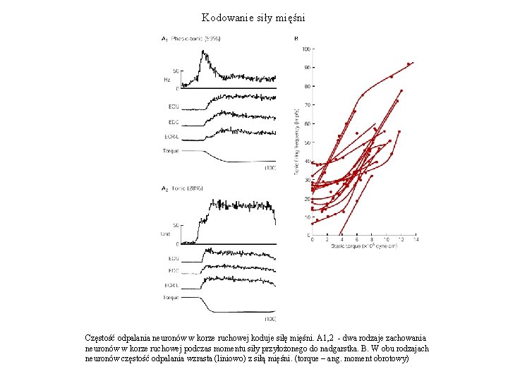 Kodowanie siły mięśni Częstość odpalania neuronów w korze ruchowej koduje siłę mięśni. A 1,