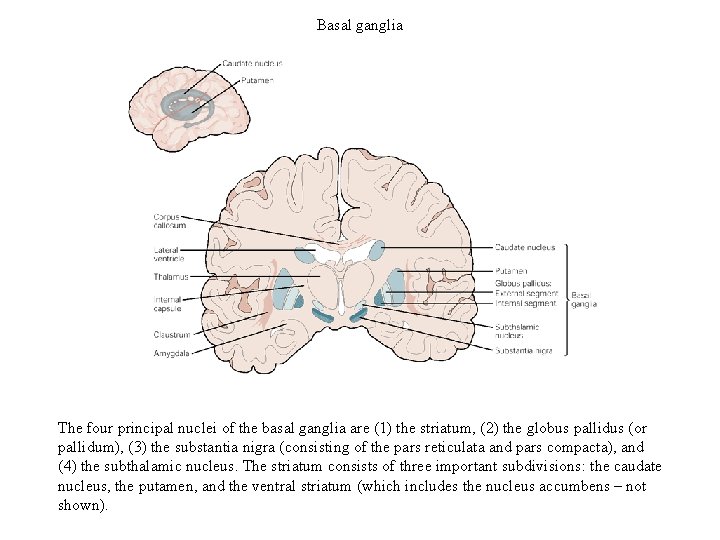 Basal ganglia The four principal nuclei of the basal ganglia are (1) the striatum,