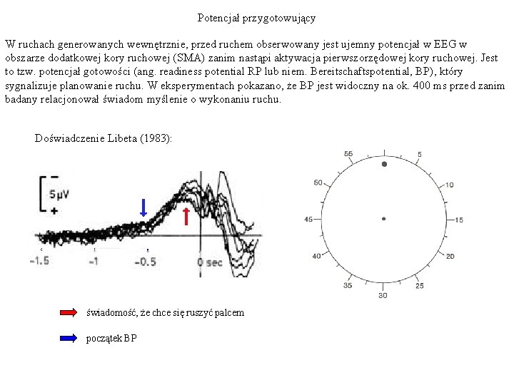 Potencjał przygotowujący W ruchach generowanych wewnętrznie, przed ruchem obserwowany jest ujemny potencjał w EEG