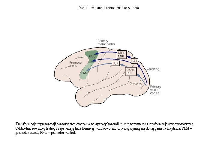 Transformacja sensomotoryczna Transformacja reprezentacji sensorycznej otoczenia na sygnały kontroli mięśni nazywa się t ransformacją