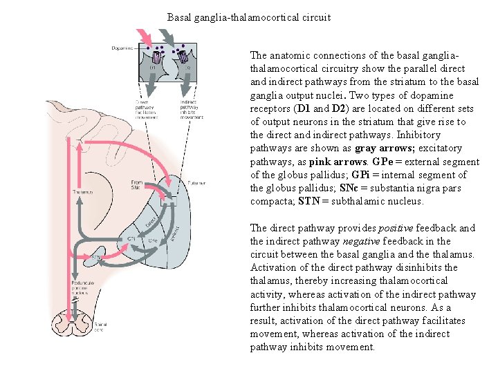 Basal ganglia-thalamocortical circuit The anatomic connections of the basal gangliathalamocortical circuitry show the parallel