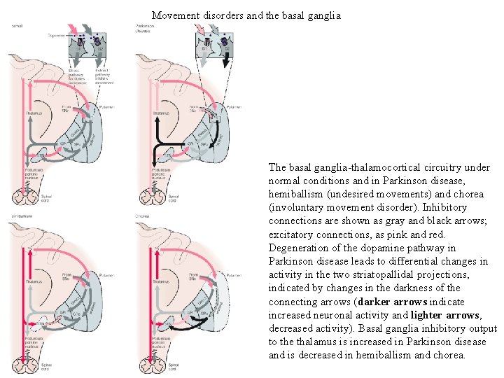 Movement disorders and the basal ganglia The basal ganglia-thalamocortical circuitry under normal conditions and