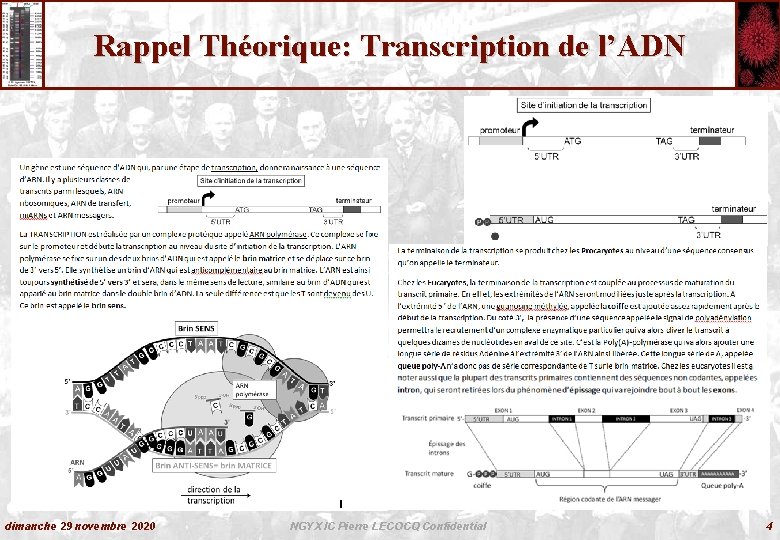 Rappel Théorique: Transcription de l’ADN dimanche 29 novembre 2020 NGYX IC Pierre LECOCQ Confidential