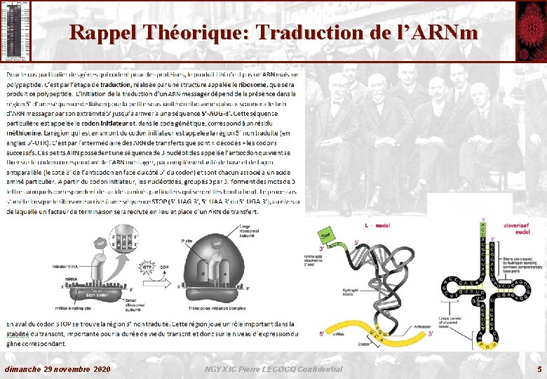 Rappel Théorique: Traduction de l’ARNm dimanche 29 novembre 2020 NGYX IC Pierre LECOCQ Confidential