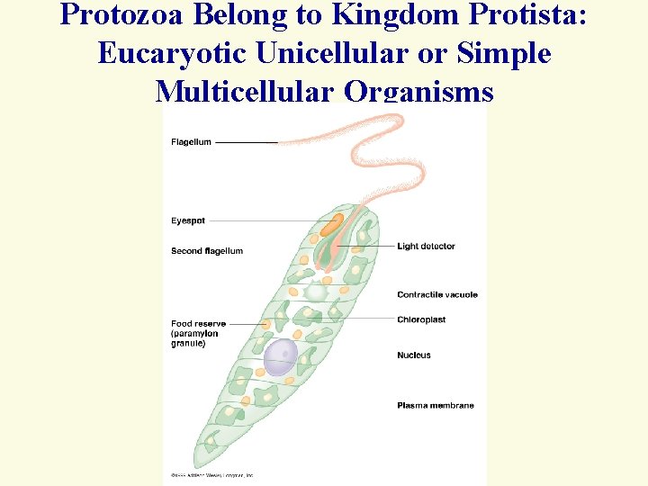 Protozoa Belong to Kingdom Protista: Eucaryotic Unicellular or Simple Multicellular Organisms 