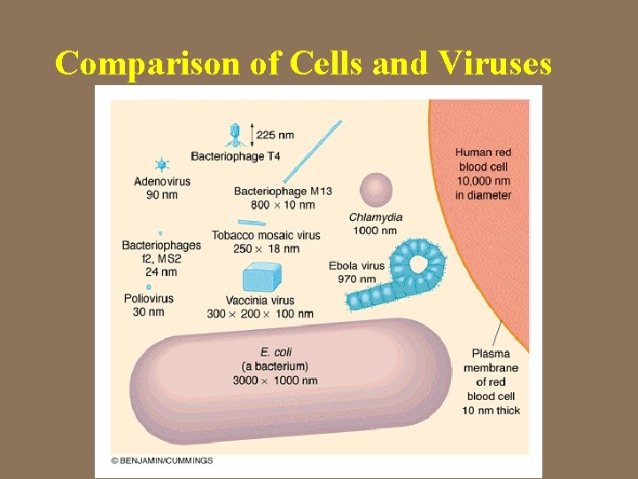 Comparison of Cells and Viruses 