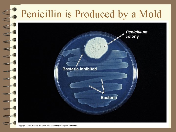 Penicillin is Produced by a Mold 