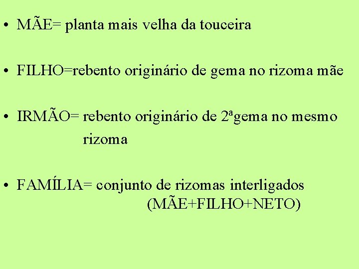  • MÃE= planta mais velha da touceira • FILHO=rebento originário de gema no