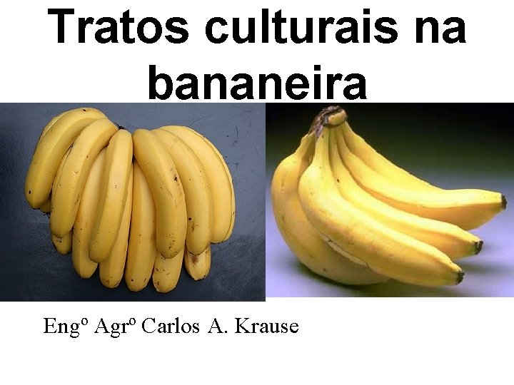 Tratos culturais na bananeira Engº Agrº Carlos A. Krause 