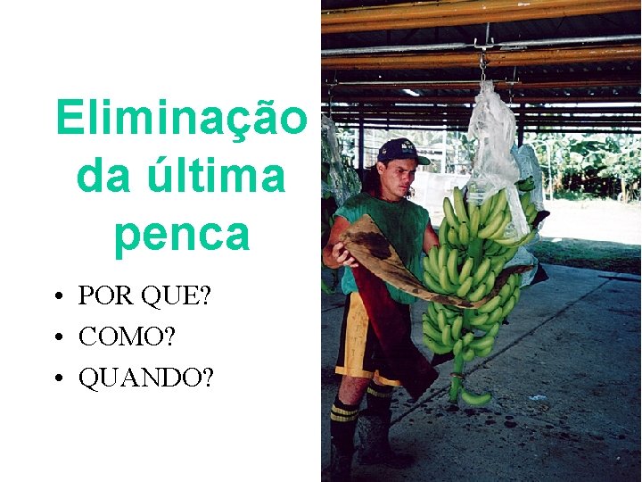 Eliminação da última penca • POR QUE? • COMO? • QUANDO? 