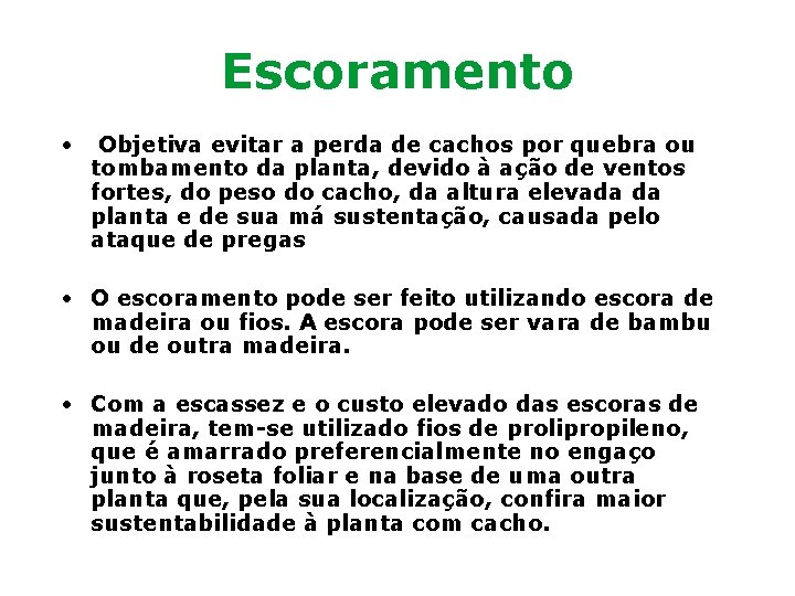 Escoramento • Objetiva evitar a perda de cachos por quebra ou tombamento da planta,