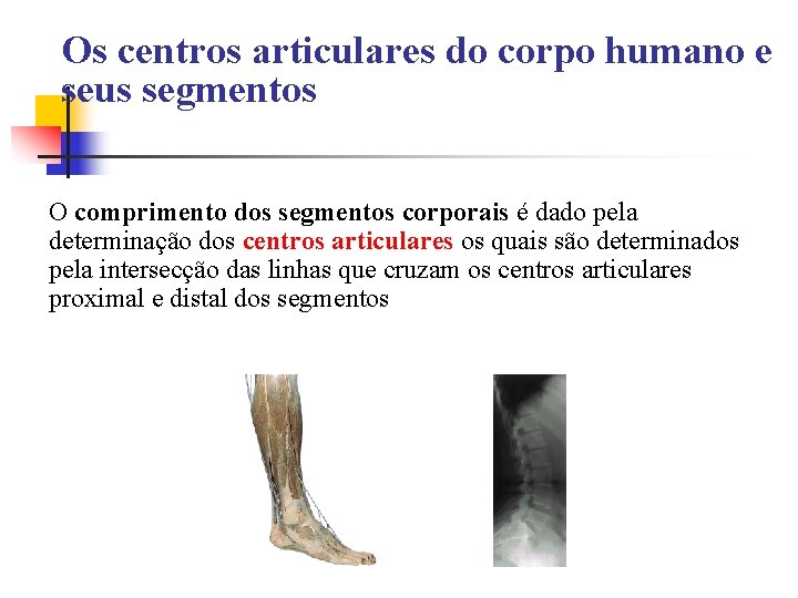 Os centros articulares do corpo humano e seus segmentos O comprimento dos segmentos corporais