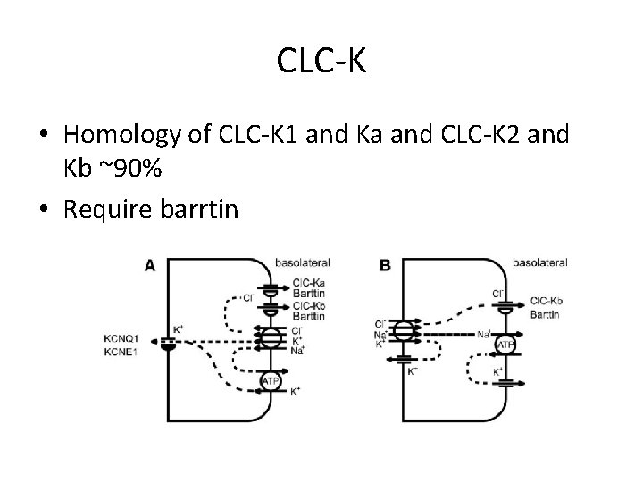 CLC-K • Homology of CLC-K 1 and Ka and CLC-K 2 and Kb ~90%