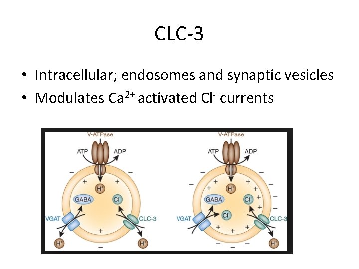 CLC-3 • Intracellular; endosomes and synaptic vesicles • Modulates Ca 2+ activated Cl- currents