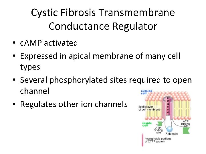 Cystic Fibrosis Transmembrane Conductance Regulator • c. AMP activated • Expressed in apical membrane