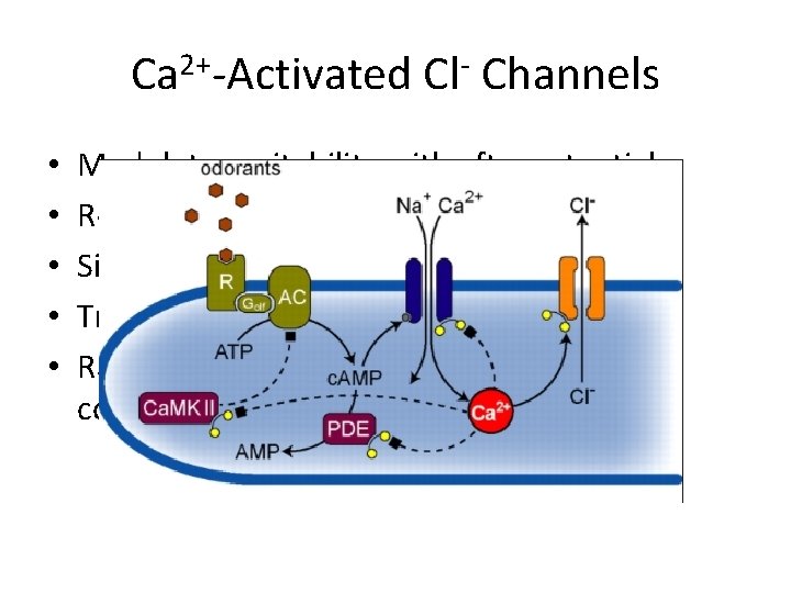 Ca 2+-Activated Cl- Channels • • • Modulate excitability with afterpotentials Regulate tonus of