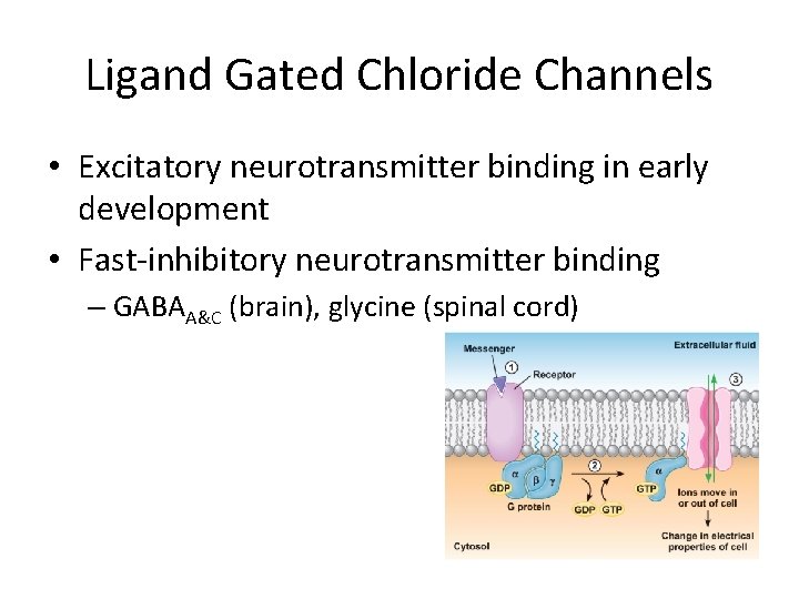 Ligand Gated Chloride Channels • Excitatory neurotransmitter binding in early development • Fast-inhibitory neurotransmitter