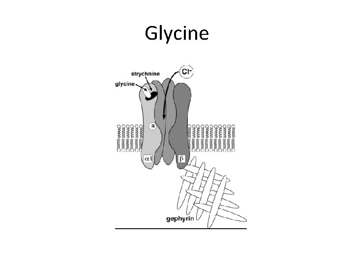 Glycine 