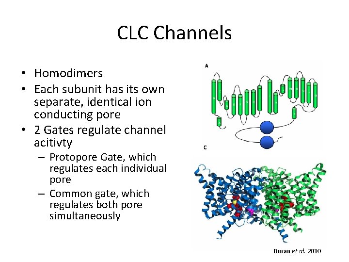 CLC Channels • Homodimers • Each subunit has its own separate, identical ion conducting