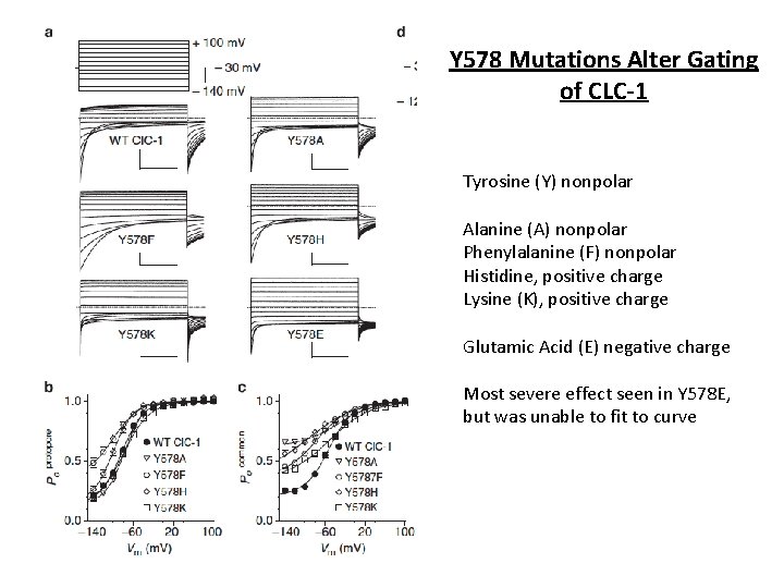 Y 578 Mutations Alter Gating of CLC-1 Tyrosine (Y) nonpolar Alanine (A) nonpolar Phenylalanine