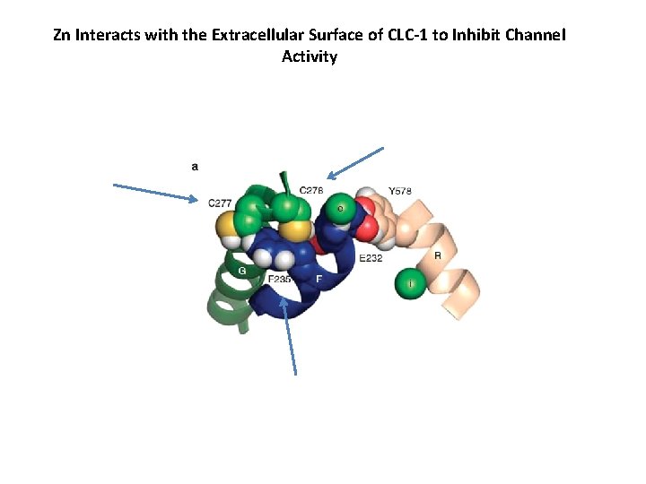 Zn Interacts with the Extracellular Surface of CLC-1 to Inhibit Channel Activity 