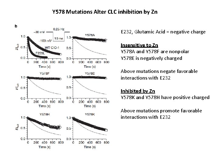 Y 578 Mutations Alter CLC inhibition by Zn E 232, Glutamic Acid = negative