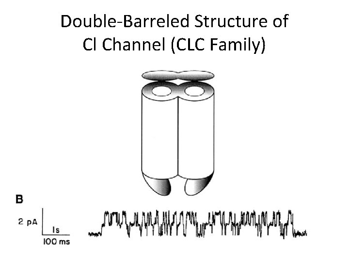 Double-Barreled Structure of Cl Channel (CLC Family) 