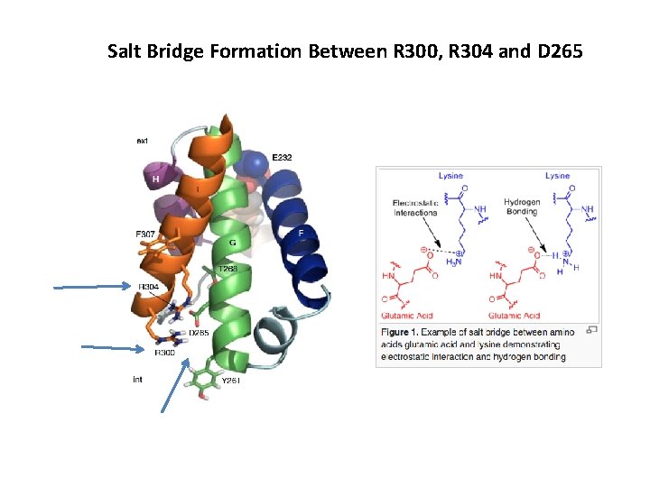 Salt Bridge Formation Between R 300, R 304 and D 265 