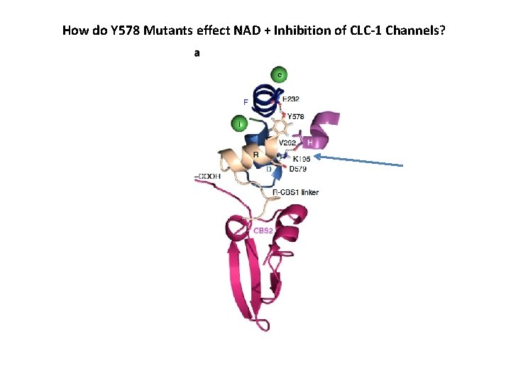 How do Y 578 Mutants effect NAD + Inhibition of CLC-1 Channels? 