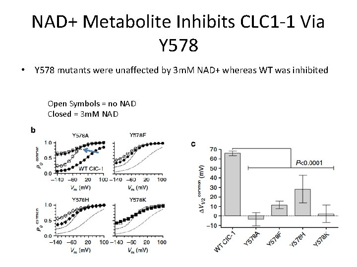 NAD+ Metabolite Inhibits CLC 1 -1 Via Y 578 • Y 578 mutants were