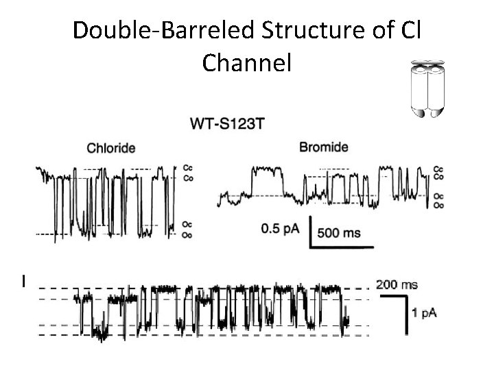 Double-Barreled Structure of Cl Channel 