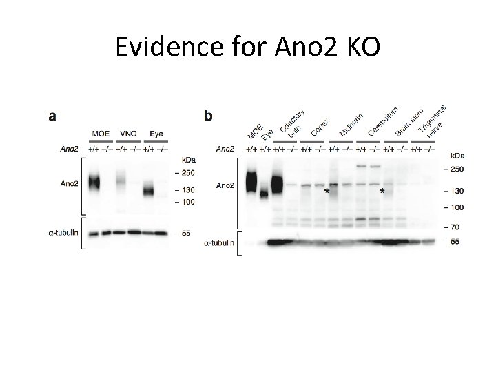 Evidence for Ano 2 KO 