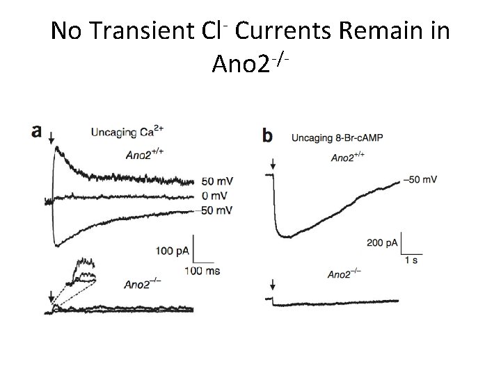 No Transient Cl- Currents Remain in Ano 2 -/- 