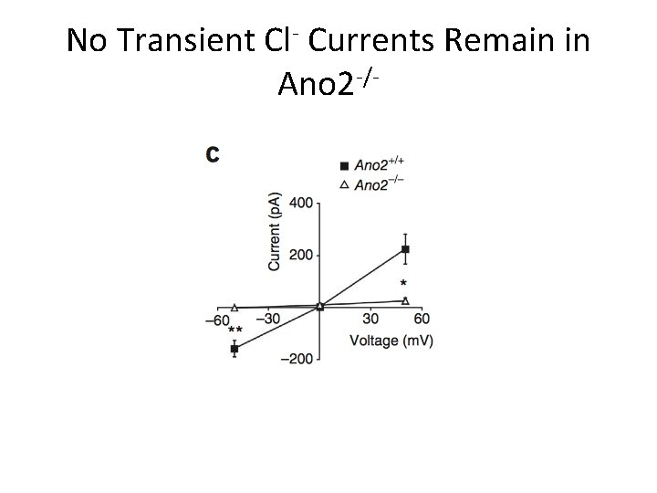 No Transient Cl- Currents Remain in Ano 2 -/- 