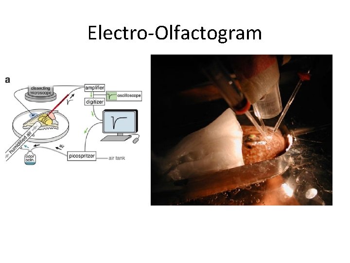 Electro-Olfactogram 