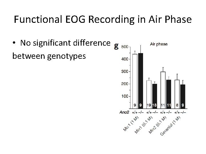 Functional EOG Recording in Air Phase • No significant difference between genotypes 