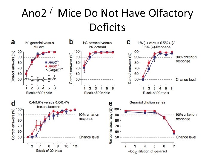 Ano 2 -/- Mice Do Not Have Olfactory Deficits 