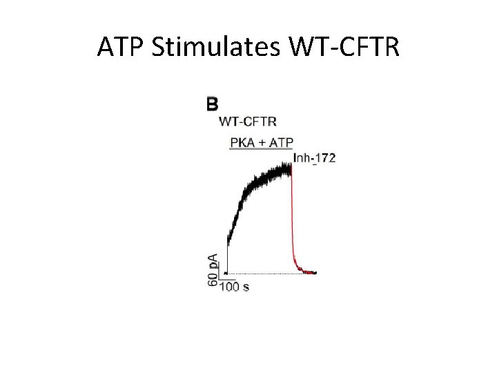 ATP Stimulates WT-CFTR 