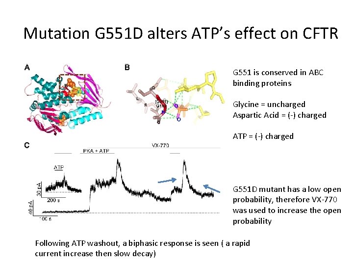 Mutation G 551 D alters ATP’s effect on CFTR G 551 is conserved in