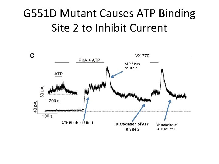 G 551 D Mutant Causes ATP Binding Site 2 to Inhibit Current ATP Binds