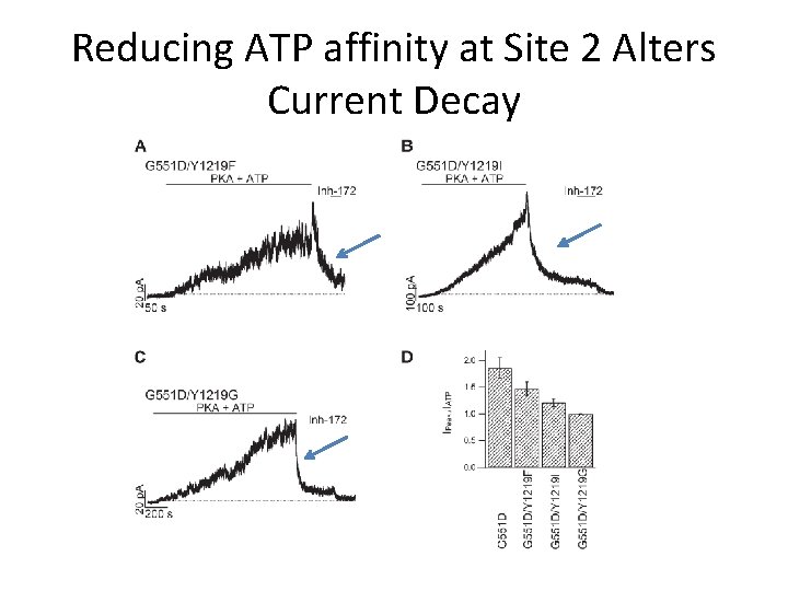 Reducing ATP affinity at Site 2 Alters Current Decay 