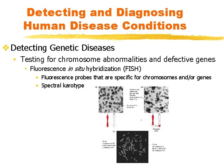 Detecting and Diagnosing Human Disease Conditions v Detecting Genetic Diseases • Testing for chromosome