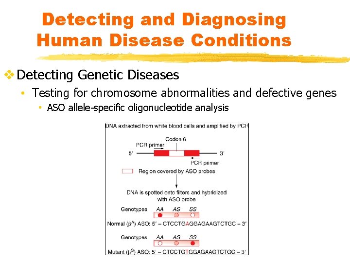 Detecting and Diagnosing Human Disease Conditions v Detecting Genetic Diseases • Testing for chromosome