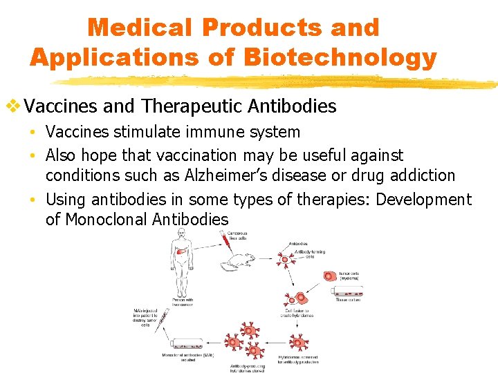 Medical Products and Applications of Biotechnology v Vaccines and Therapeutic Antibodies • Vaccines stimulate