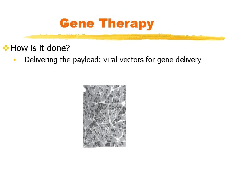 Gene Therapy v How is it done? • Delivering the payload: viral vectors for