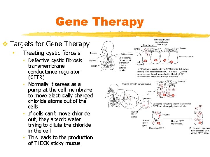 Gene Therapy v Targets for Gene Therapy • Treating cystic fibrosis • Defective cystic
