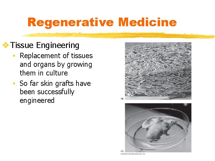 Regenerative Medicine v Tissue Engineering • Replacement of tissues and organs by growing them Regenerative Medicine v Tissue Engineering • Replacement of tissues and organs by growing them