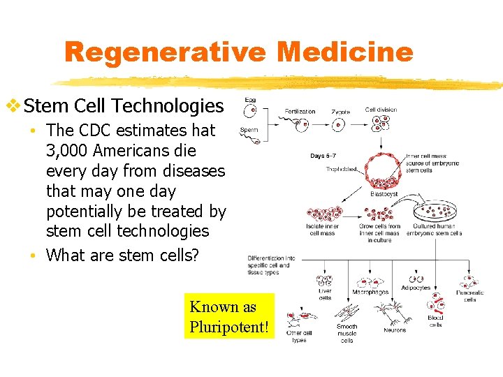 Regenerative Medicine v Stem Cell Technologies • The CDC estimates hat 3, 000 Americans